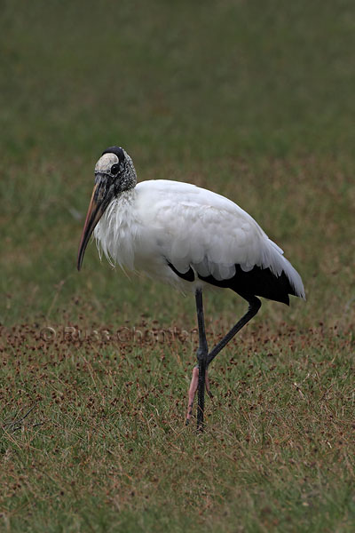 Wood Stork © Russ Chantler